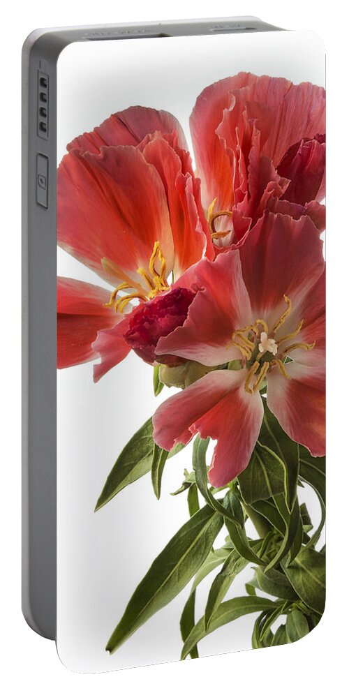 Flower Portable Battery Charger featuring the photograph Godacia by Endre Balogh