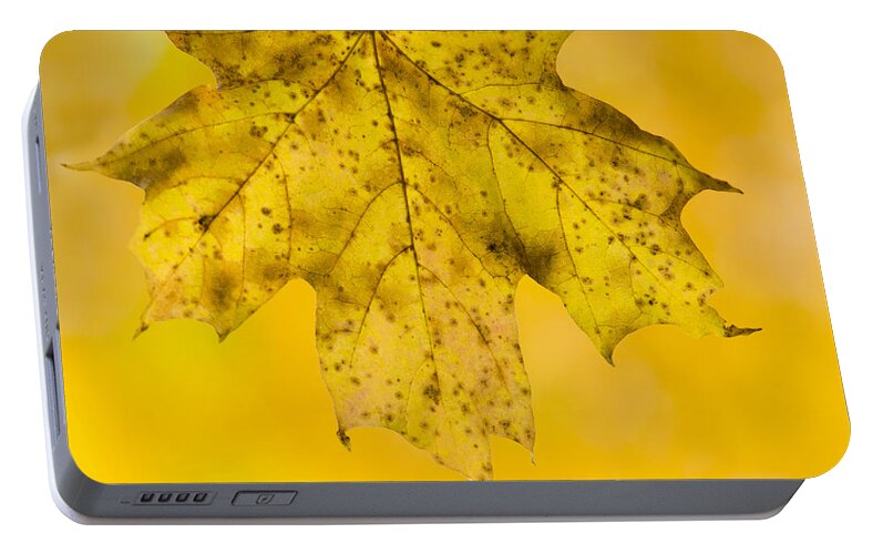 Fall Portable Battery Charger featuring the photograph Golden Maple Leaf by Sebastian Musial