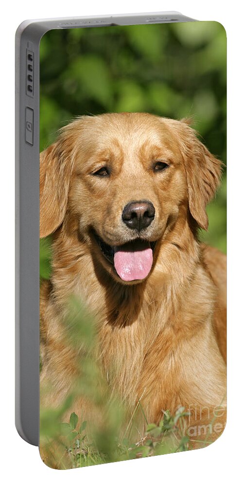 Dog Portable Battery Charger featuring the photograph Golden Retriever by Rolf Kopfle