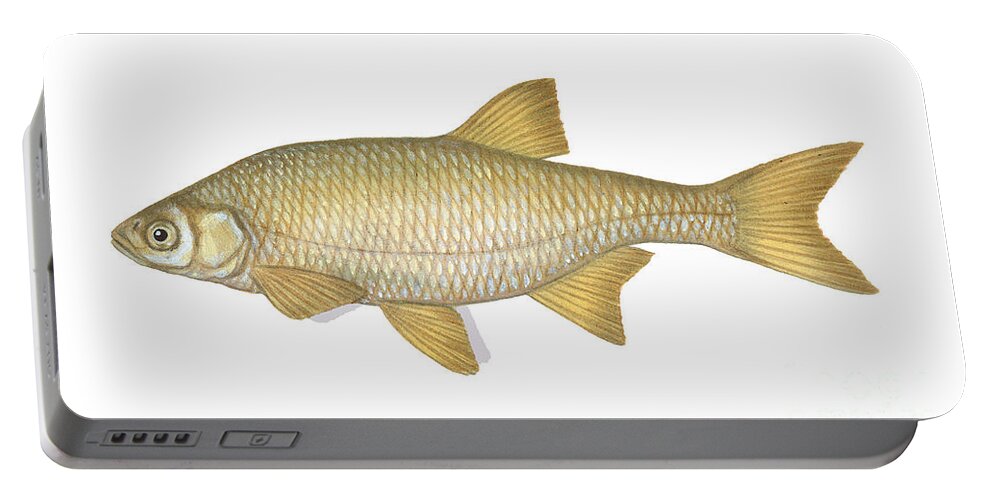 Golden Shiner Portable Battery Charger featuring the photograph Golden Shiner by Carlyn Iverson