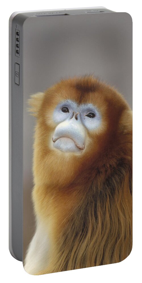 Feb0514 Portable Battery Charger featuring the photograph Golden Snub-nosed Monkey China by Konrad Wothe