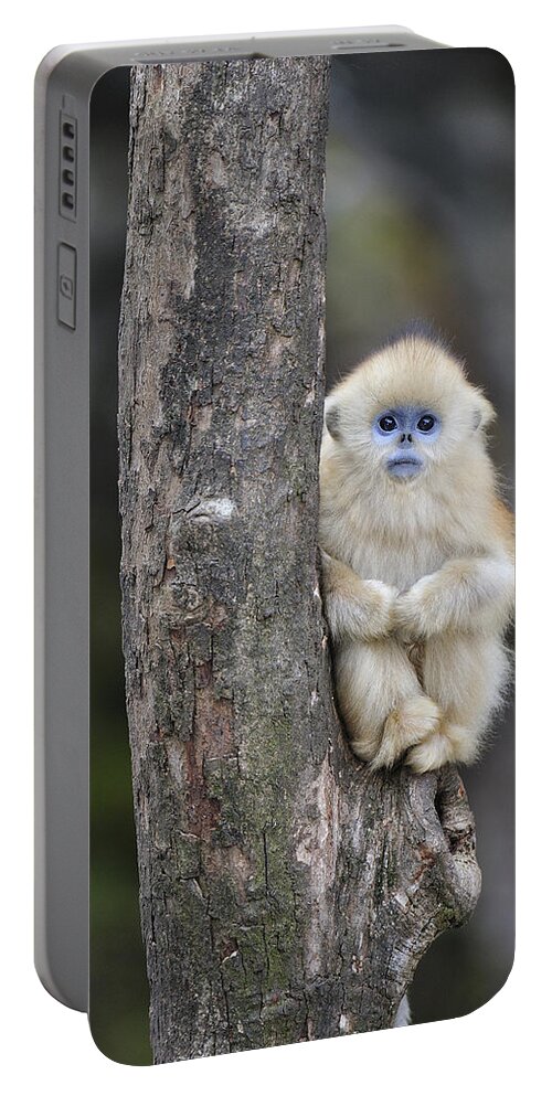 Feb0514 Portable Battery Charger featuring the photograph Golden Snub-nosed Monkey Young China by Thomas Marent