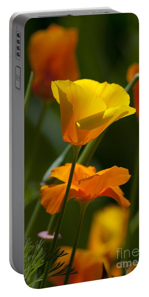 Golden Poppy Flower Portable Battery Charger featuring the photograph Golden Yellow Poppy Photography by Jerry Cowart
