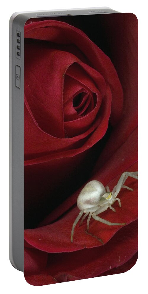 Feb0514 Portable Battery Charger featuring the photograph Goldenrod Crab Spider On Rose Alaska by Michael Quinton