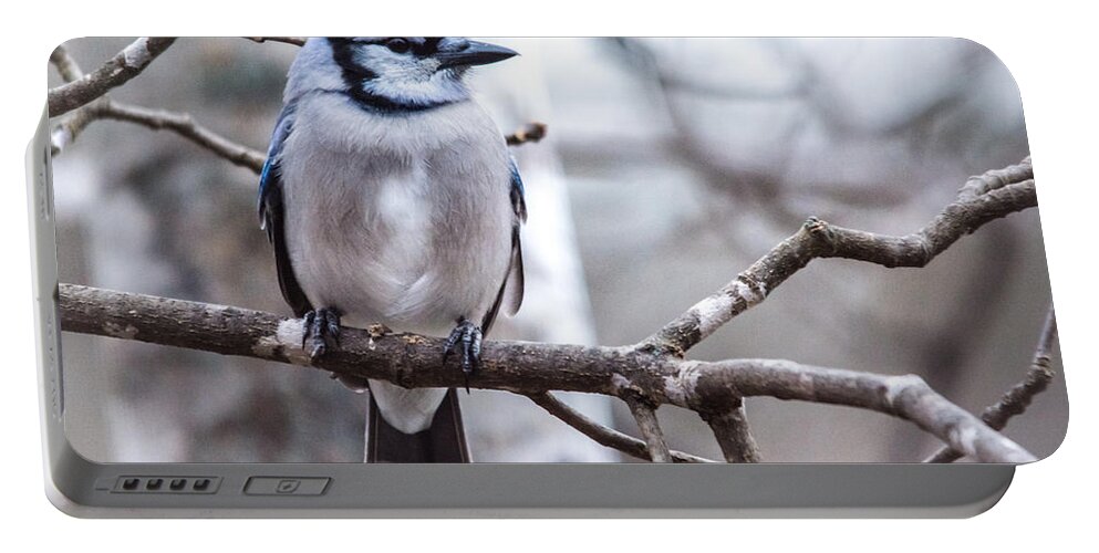  Portable Battery Charger featuring the photograph Gorgeous Blue Jay by Cheryl Baxter