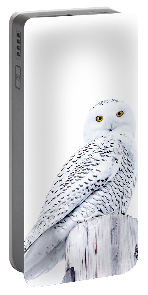 Field Portable Battery Charger featuring the photograph Gorgeous Snowy Owl by Cheryl Baxter