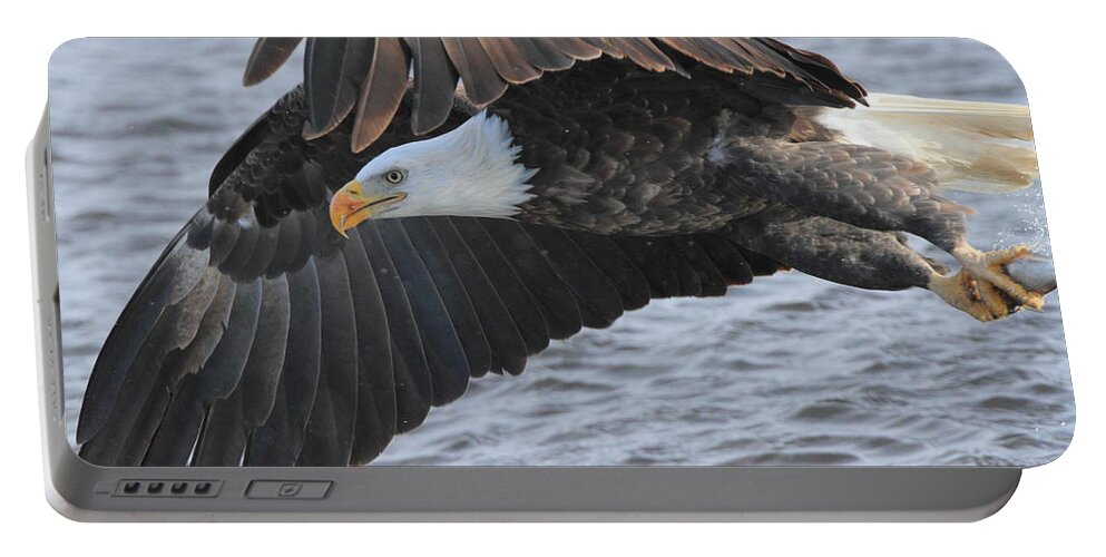 American Bald Eagle Portable Battery Charger featuring the photograph Got My Eye on You by Coby Cooper