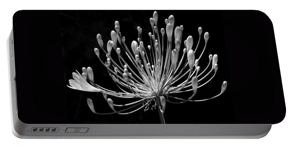 Agapanthus Portable Battery Charger featuring the photograph Grace by Rona Black