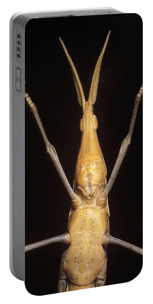 Feb0514 Portable Battery Charger featuring the photograph Grass-blade Grasshopper Iran by Mark Moffett
