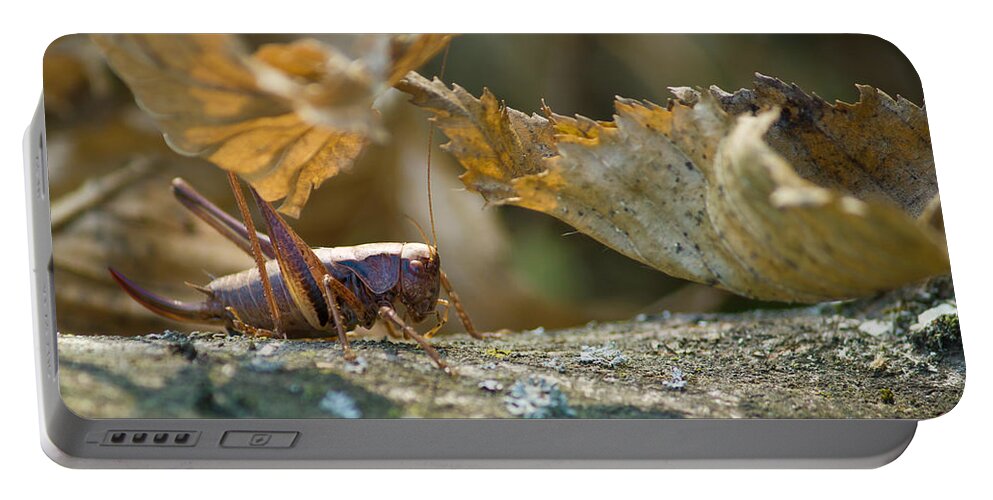 Grasshopper Portable Battery Charger featuring the photograph Grasshopper in natural forrest environment by Brch Photography