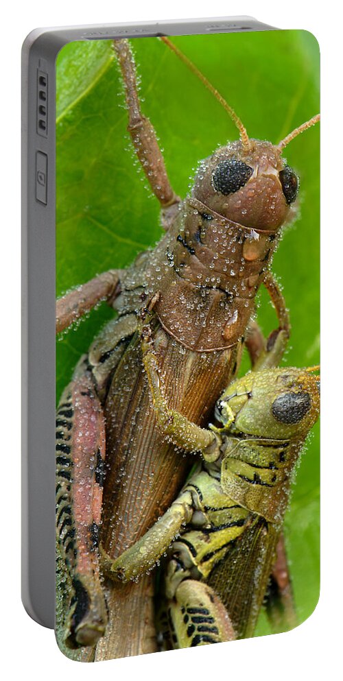 Grasshoppers Mating With Dew Portable Battery Charger featuring the photograph Grasshoppers Mating With Dew by Daniel Reed