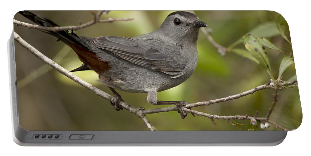 Gray Catbird Portable Battery Charger featuring the photograph Gray Catbird by Meg Rousher