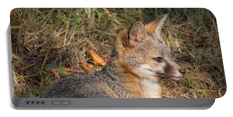Foxes Portable Battery Charger featuring the photograph Gray Fox Kit by Kathleen Bishop