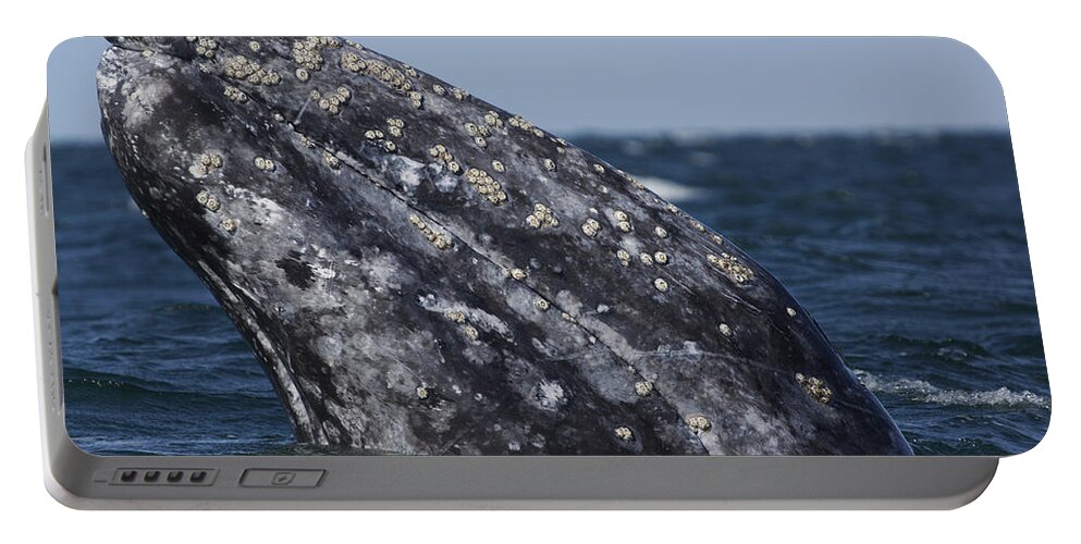 Feb0514 Portable Battery Charger featuring the photograph Gray Whale Spyhopping San Ignacio Lagoon by Hiroya Minakuchi