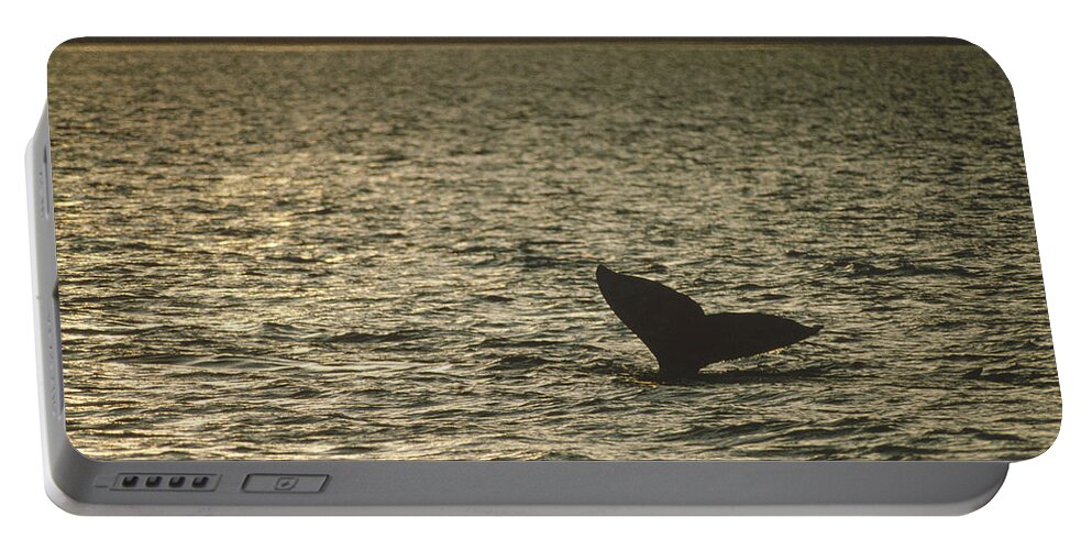 Feb0514 Portable Battery Charger featuring the photograph Gray Whale Tail At Sunset Baja Mexico by Flip Nicklin