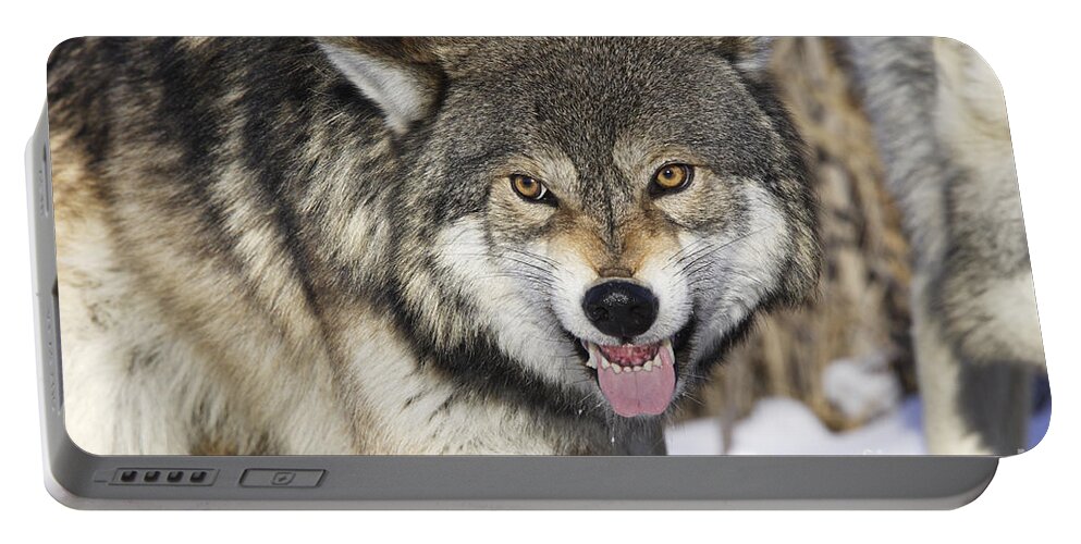 Wolf Portable Battery Charger featuring the photograph Gray Wolf, Canis Lupus by M. Watson
