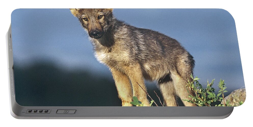Feb0514 Portable Battery Charger featuring the photograph Gray Wolf Pup Montana by Tim Fitzharris