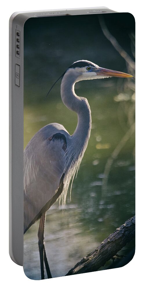Great Blue Heron Portable Battery Charger featuring the photograph Great Blue Heron at Sunset by Saija Lehtonen