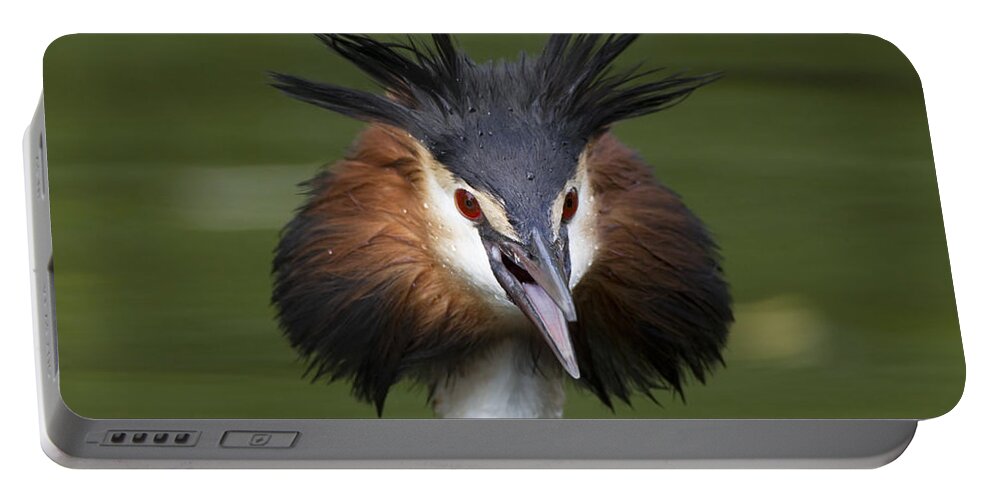 Flpa Portable Battery Charger featuring the photograph Great Crested Grebe Threat Display by Dickie Duckett