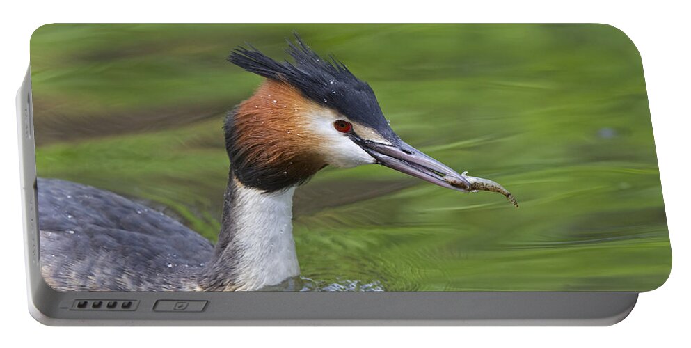 Flpa Portable Battery Charger featuring the photograph Great Crested Grebe With Fish Fish by Dickie Duckett