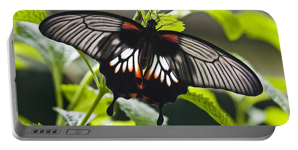 Feb0514 Portable Battery Charger featuring the photograph Great Mormon Butterfly Arizona by Tom Vezo