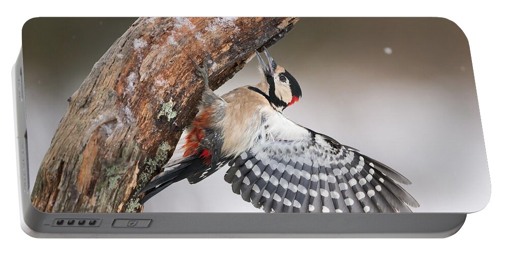 Nis Portable Battery Charger featuring the photograph Great Spotted Woodpecker Male Sweden by Franka Slothouber