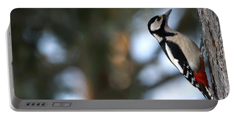 Great Spotted Woodpecker Portable Battery Charger featuring the photograph Great Spotted Woodpecker by Torbjorn Swenelius