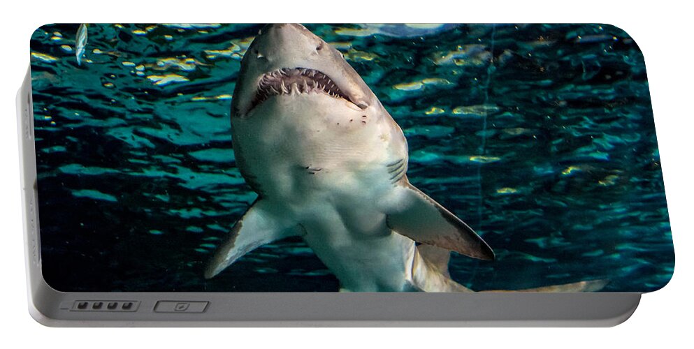 Shark Portable Battery Charger featuring the photograph Great White by Cheryl Baxter