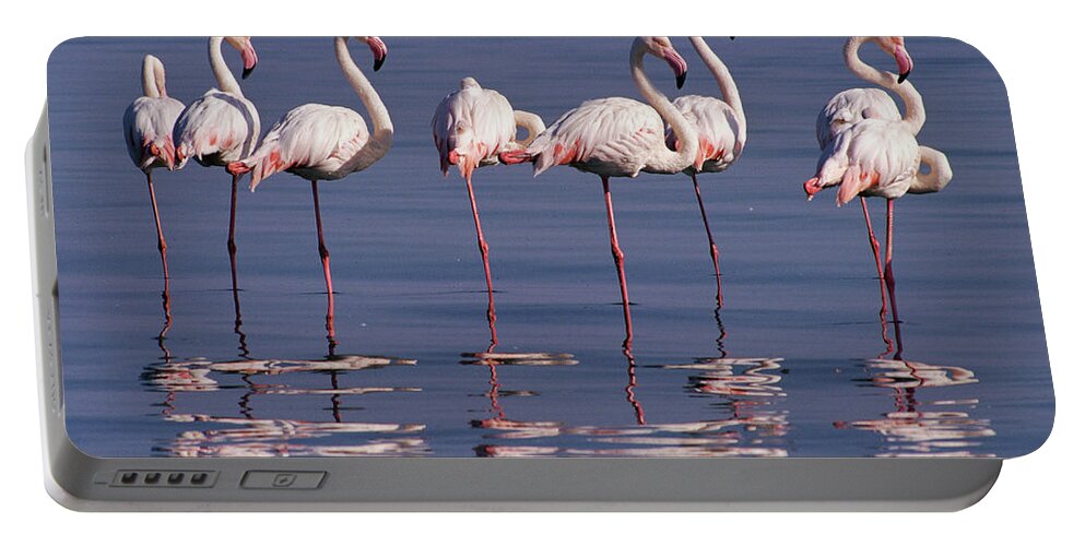 00511137 Portable Battery Charger featuring the photograph Greater Flamingo Group by Michael and Patricia Fogden