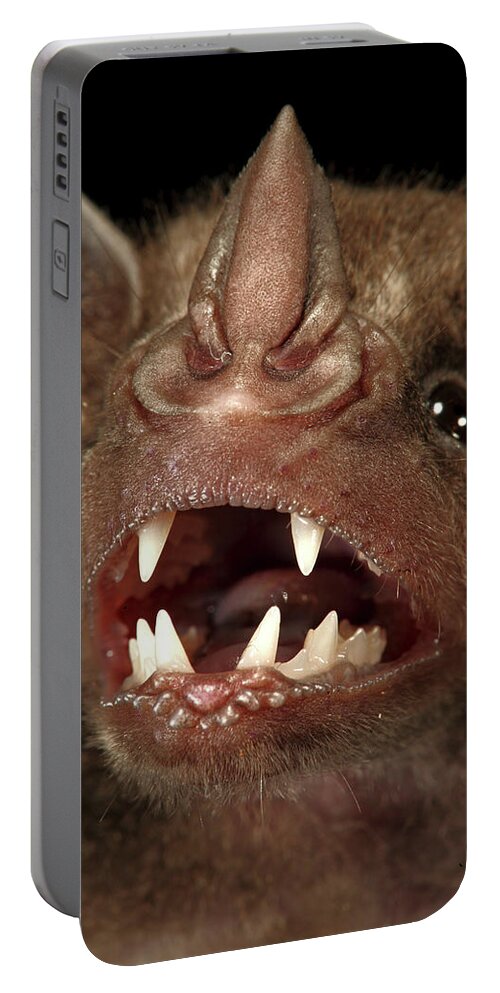 00463278 Portable Battery Charger featuring the photograph Greater Spear-nosed Bat by Christian Ziegler