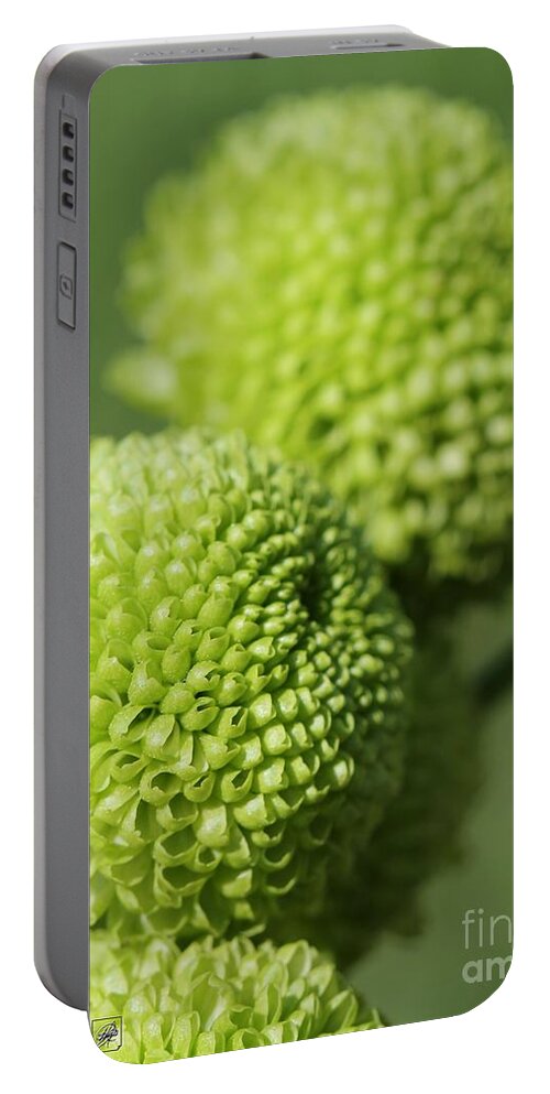 Mccombie Portable Battery Charger featuring the photograph Green Button Pom Chrysanthemum by J McCombie
