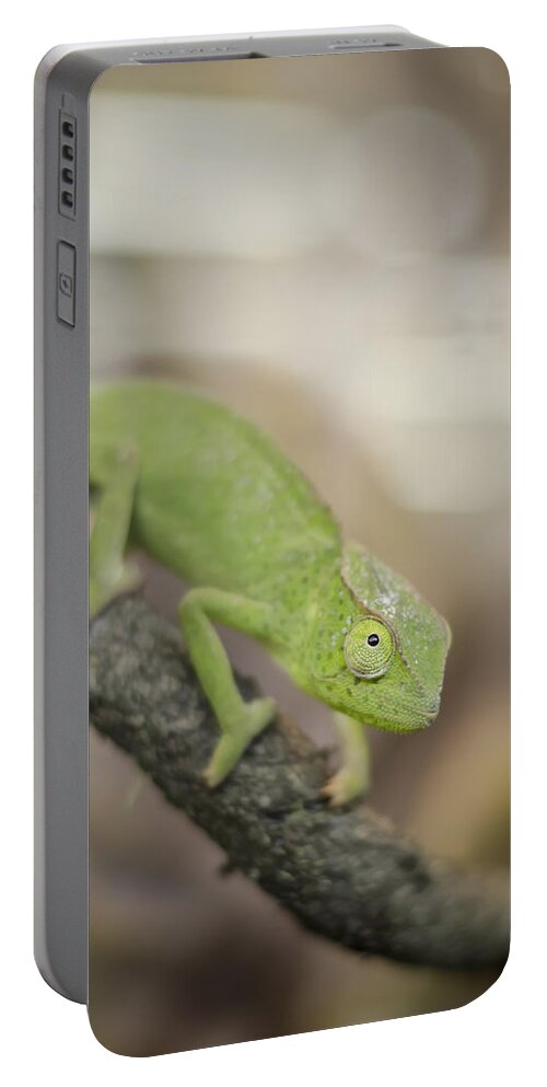 Chameleon Portable Battery Charger featuring the photograph Green Chameleon by Heather Applegate
