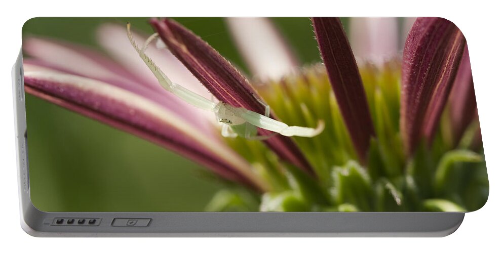 Green Portable Battery Charger featuring the photograph Green Crab Spider on Coneflower by Kathy Clark