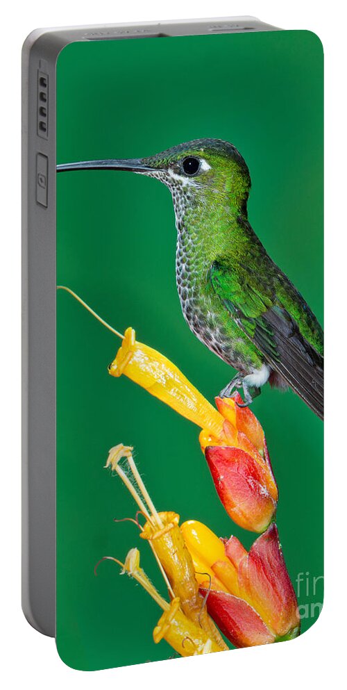 Green-crowned Brilliant Portable Battery Charger featuring the photograph Green-crowned Brilliant by Anthony Mercieca