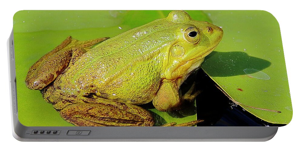Frogs Portable Battery Charger featuring the photograph Green Frog 2 by Amanda Mohler