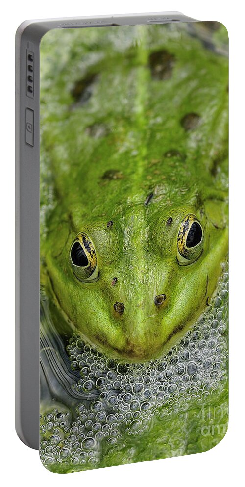 Frog Portable Battery Charger featuring the photograph Green Frog by Matthias Hauser