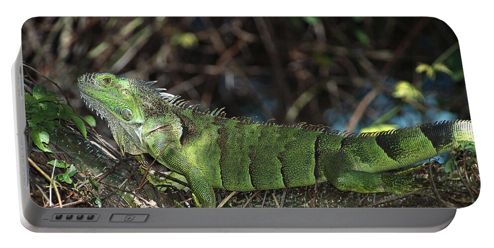 Feb0514 Portable Battery Charger featuring the photograph Green Iguana Female Central America by Konrad Wothe