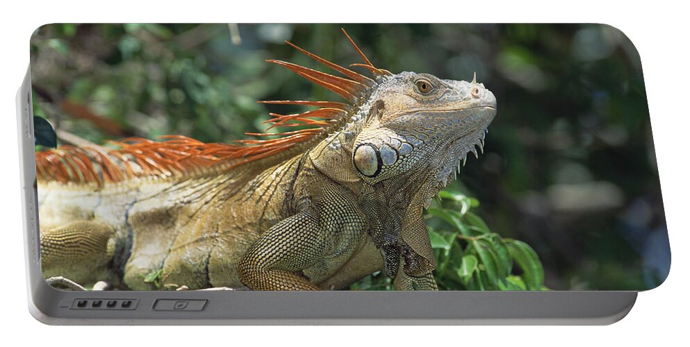 Feb0514 Portable Battery Charger featuring the photograph Green Iguana Male Portrait Central by Konrad Wothe