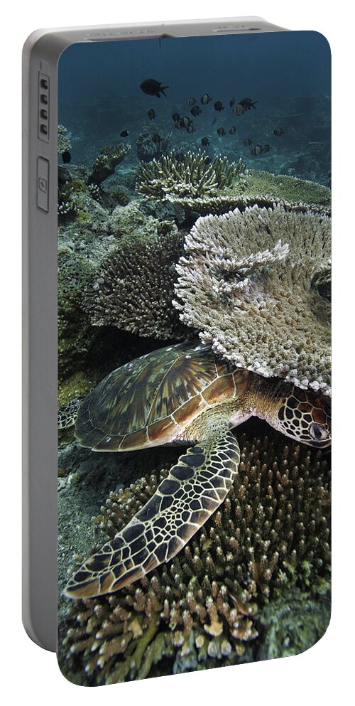 Feb0514 Portable Battery Charger featuring the photograph Green Sea Turtle On Coral Reef Sipadan by Hiroya Minakuchi