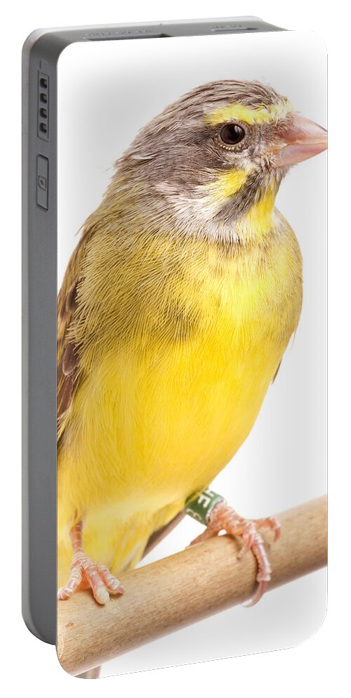 Green Singing Finch Portable Battery Charger featuring the photograph Green Singing Finch Crithagra Mozambicus by David Kenny