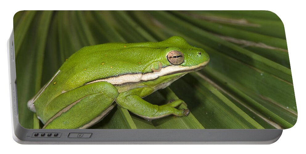 Pete Oxford Portable Battery Charger featuring the photograph Green Tree Frog Little St Simons Island by Pete Oxford
