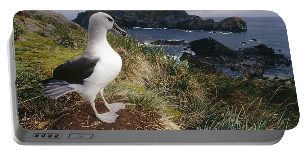 Feb0514 Portable Battery Charger featuring the photograph Grey-headed Albatross At Nest Chile by Tui De Roy