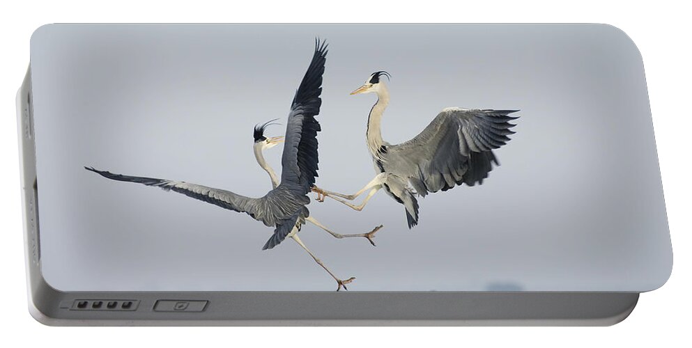 Feb0514 Portable Battery Charger featuring the photograph Grey Herons Fighting Germany by Konrad Wothe