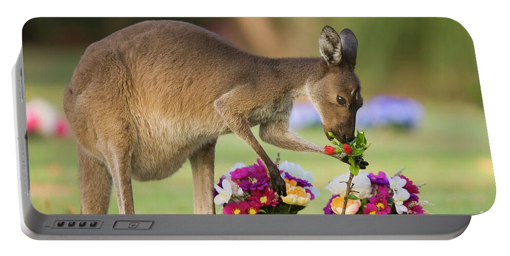 00451879 Portable Battery Charger featuring the photograph Grey Kangaroo Eating Graveyard Flowers by Yva Momatiuk and John Eastcott