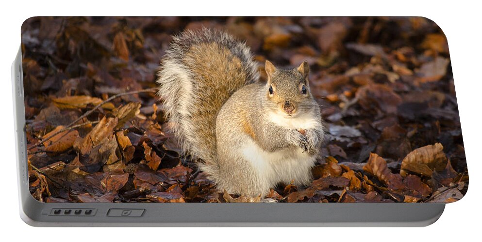 Squirrel Portable Battery Charger featuring the photograph Grey squirrel by Spikey Mouse Photography