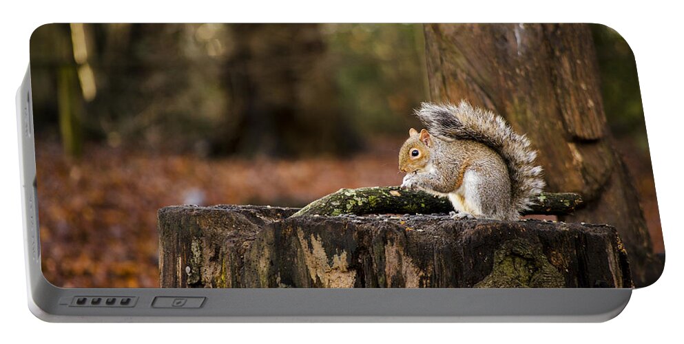 Squirrel Portable Battery Charger featuring the photograph Grey Squirrel on a Stump by Spikey Mouse Photography