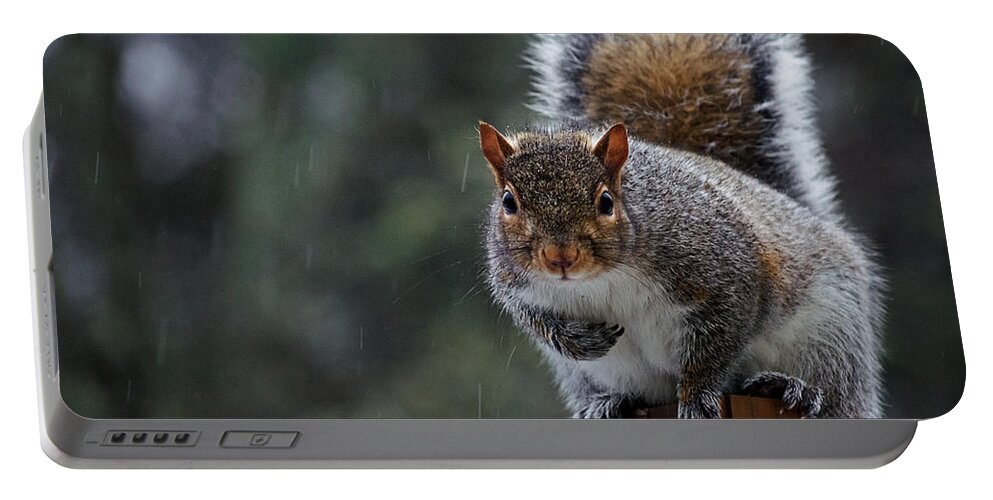 Squirrel Portable Battery Charger featuring the photograph Grey Squirrel Sitting in the Rain by Jeff Galbraith