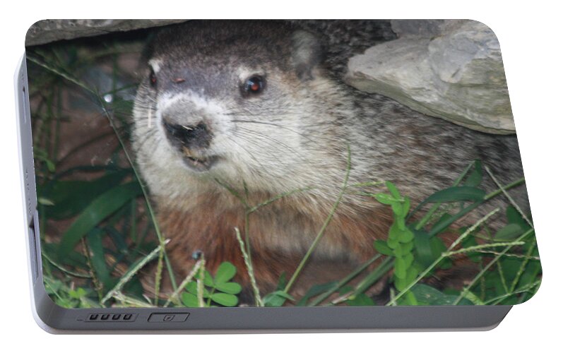 Groundhog Hiding In His Cave Portable Battery Charger featuring the photograph Groundhog Hiding In His Cave by John Telfer