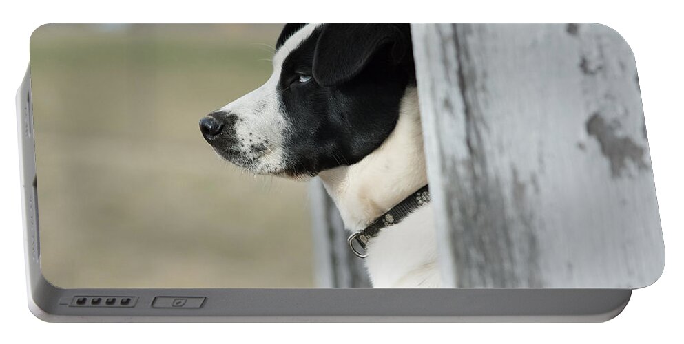 Pet Portable Battery Charger featuring the photograph Guard Dog by Holden The Moment