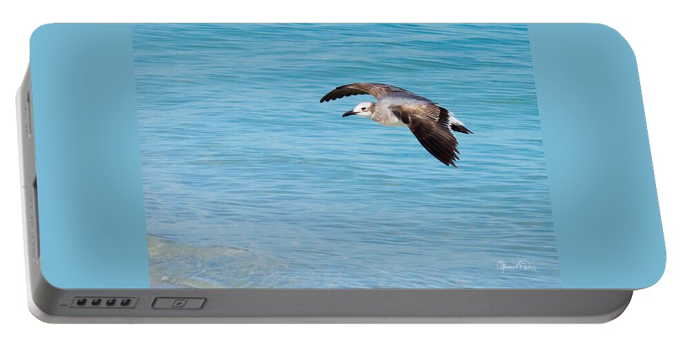 susan Molnar Portable Battery Charger featuring the photograph Gull at Lido Beach III by Susan Molnar